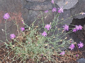 Centaurea parlatoris / Centaurea di Parlatore